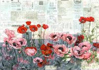 Poppy day_50x70cm_2022